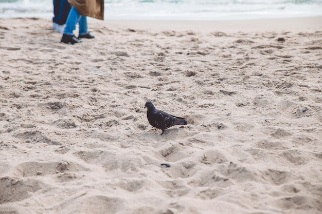 duif op het strand