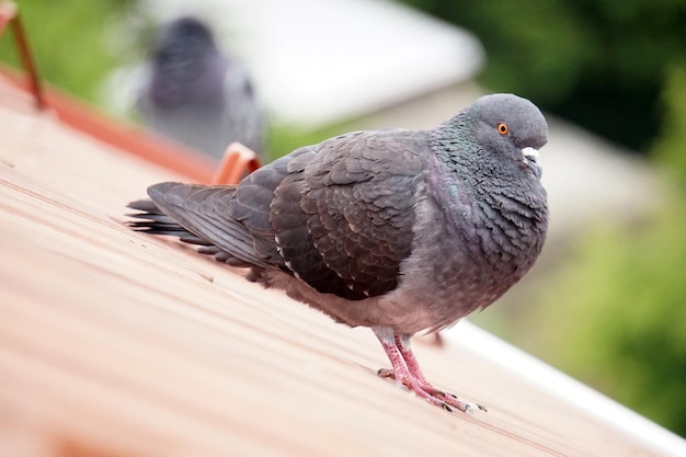 Duif staande op een dak met onscherpe achtergrond