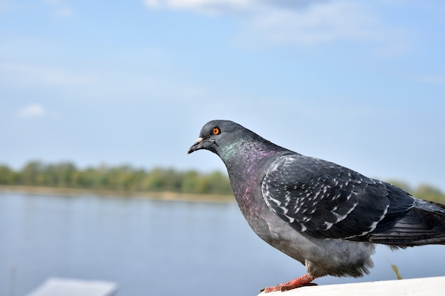 duif tegen de achtergrond van de rivier