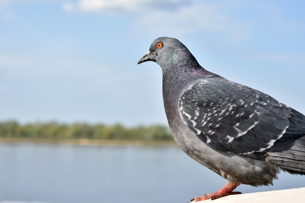 duif tegen de achtergrond van de rivier