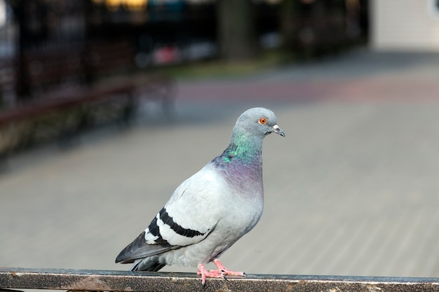 Duif zittend op het hek en kijken naar de camera, close-up