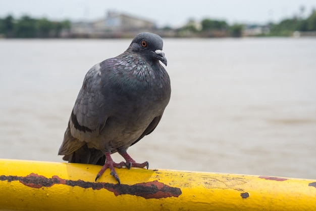 Foto duifvogel op openluchtachtergrond, duiven bij de haven.