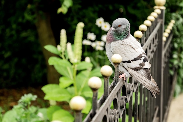 Duifvogel zittend op metalen hek