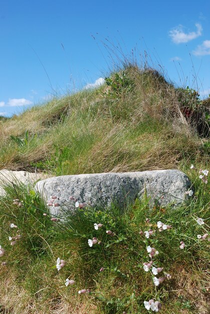 Duin met bloemen en helmgras