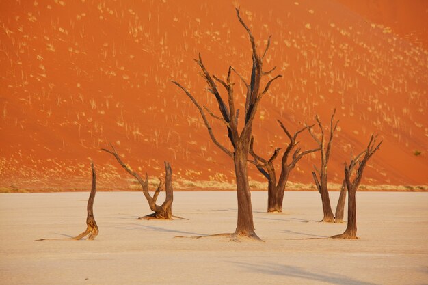 Duinen en dode acaciabomen in de namib-woestijn, dead vlei, sossusvlei, namibië, afrika. beroemde toeristische bestemming