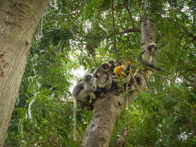 Duistere bladaap op de boom