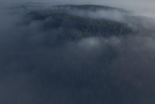 Duistere mistige bossen in het maanlicht