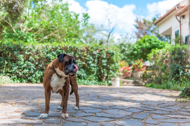 Duitse bokserhond in een tuin