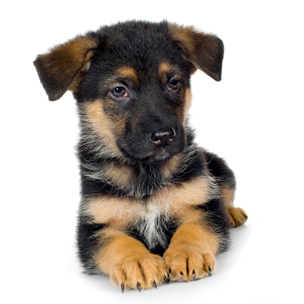 Duitse herder (7 weken) Elzasser hond. Geïsoleerd hondportret