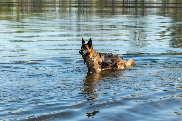 Duitse herder baadt in de rivier