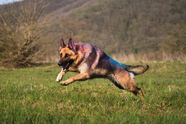 Duitse herder besprenkeld met gekleurde verf Holi energiek en rent snel rond clearing