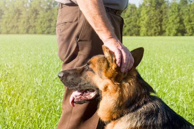 Duitse herder die de hand van zijn meester in een gebied in openlucht strijkt.