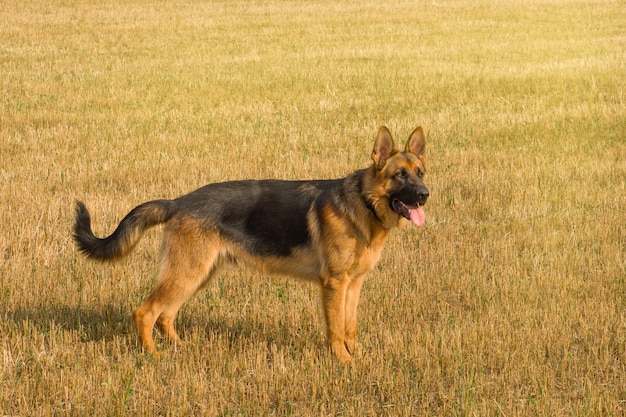 Duitse herder die en in openlucht op een gebied rust loopt.