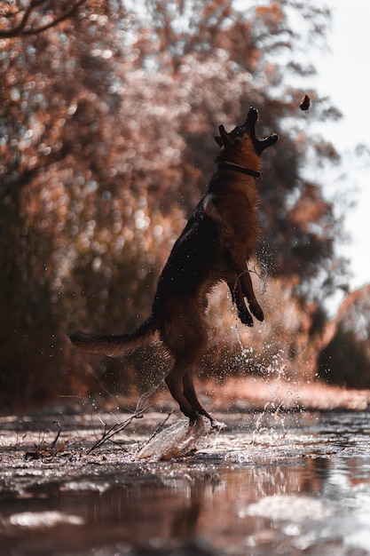 Foto duitse herder die op de rivier springt