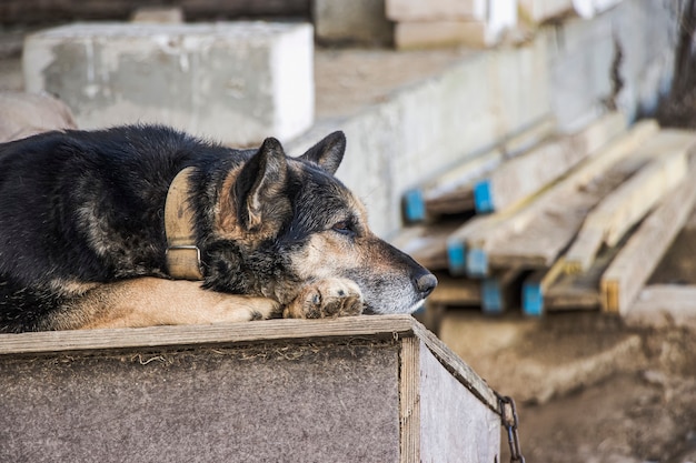 Foto duitse herder. een zeer droevige hond wacht op zijn eigenaar. eenzame waakhond aan een ketting. het concept van eenzaamheid. hachiko.