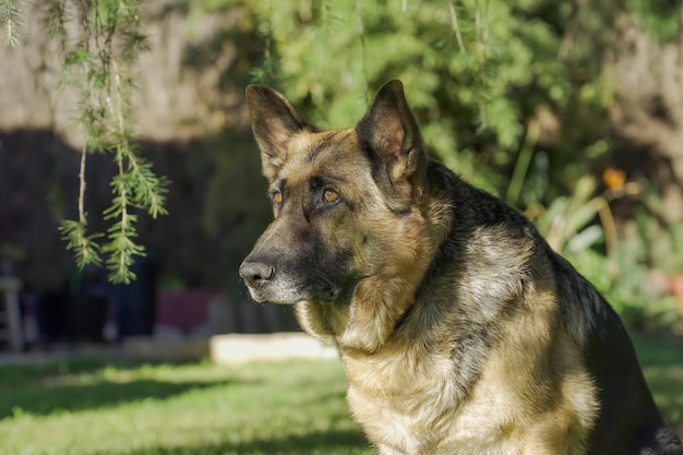 Duitse herder in een tuin