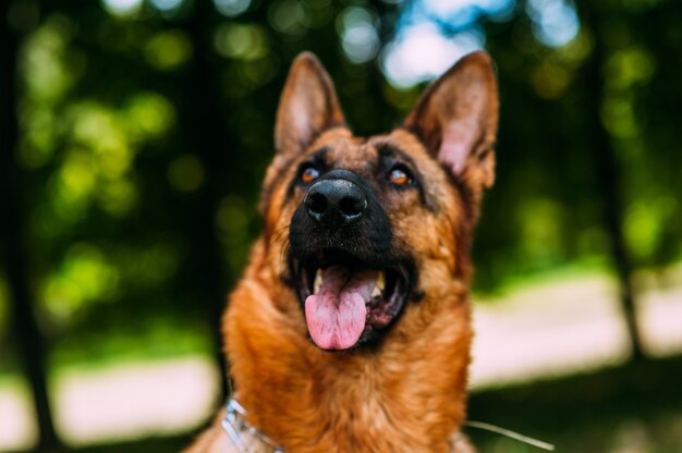 Duitse herder in het park