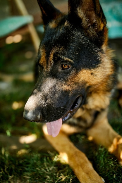 Duitse herder in profiel met een vooruitstekende tong liefdeshond zomer buiten Pet