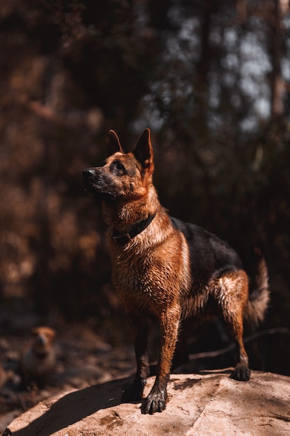 Foto duitse herder kijkt uit op een rots