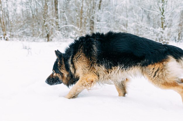 Duitse herder langharige hond poseren buiten. Toon hond in natuurpark.