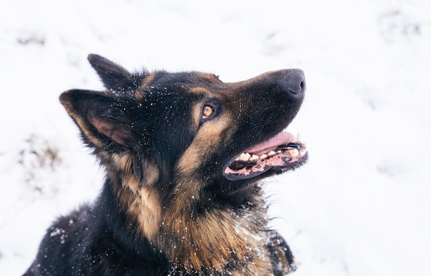 Duitse herder langharige hond poseren buiten. Toon hond in natuurpark.