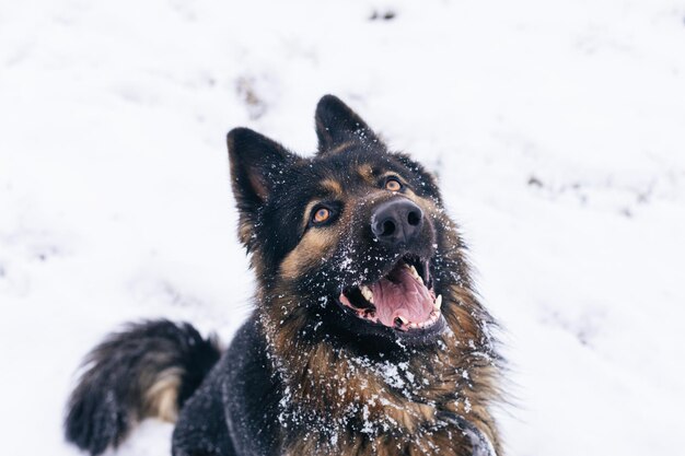 Duitse herder langharige hond poseren buiten. Toon hond in natuurpark.