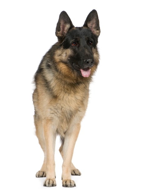 Duitse herder met 2 jaar. Geïsoleerd / portret van de hond portret. Geïsoleerd hondportret