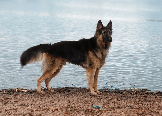 Duitse herder op de oever van het meer op een bewolkte dag