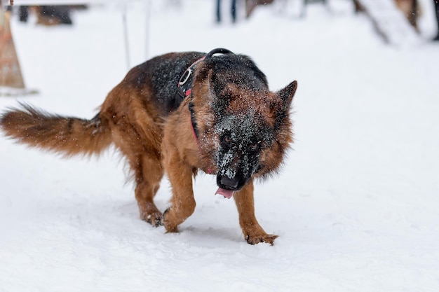 Duitse herder op een wandeling in de winter