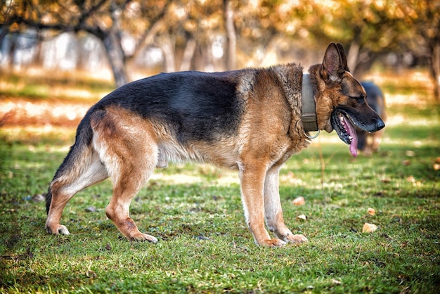 Duitse herder portret zijaanzicht