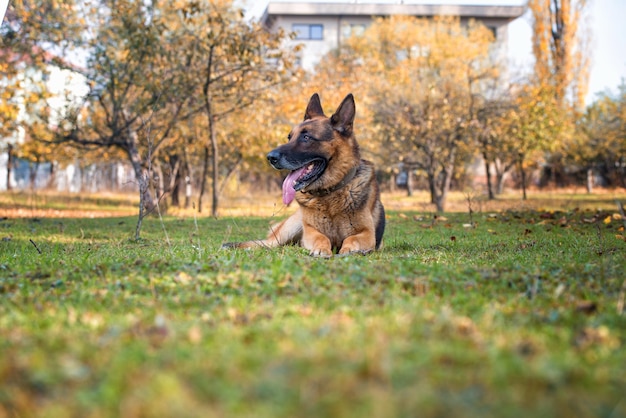 Duitse herder portret