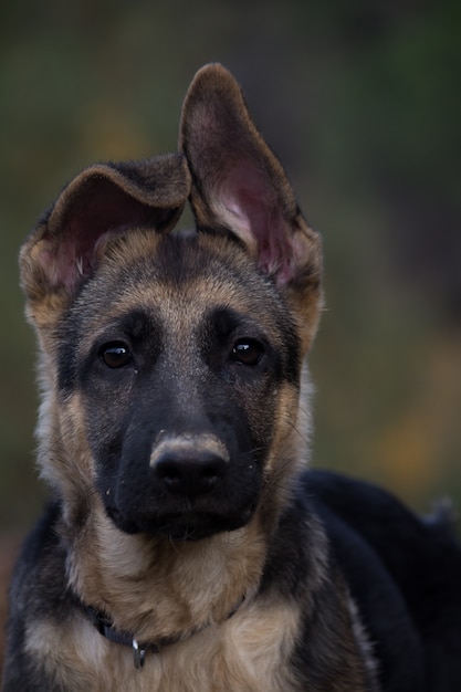 Foto duitse herder pup close-up wazige achtergrond