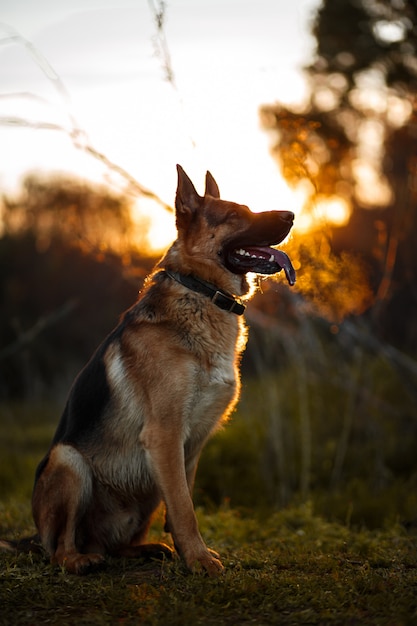 Duitse herder silhouet op gouden licht