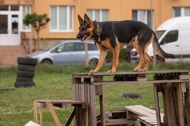 Duitse herder. Vier poten. Raszuivere hond. Grote hond. Hondentraining. Een slim huisdier. Een echte vriend.