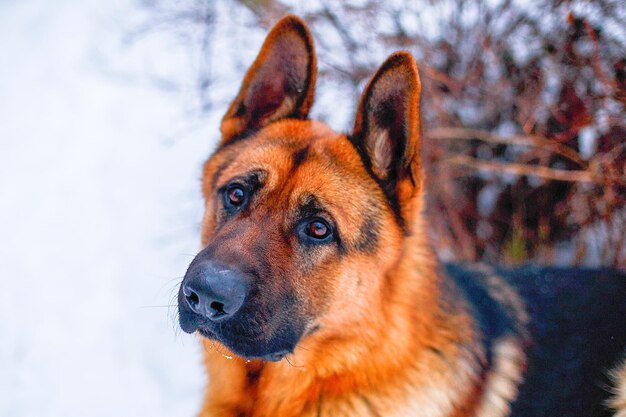 Duitse herder voor een wandeling in de winter