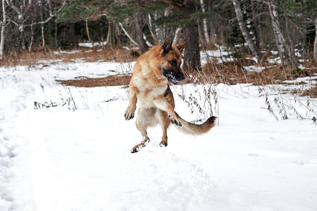 Duitse herder zwarte en rode kleur springt in de sneeuw in het winterbos en geniet van het leven