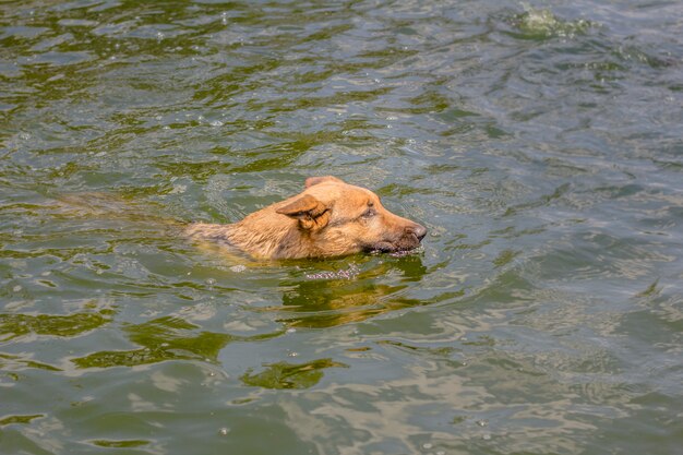 Duitse herderhond die in de rivier op een hete dag zwemt.