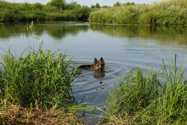 Duitse herdershond die in de rivier zwemt. De hond staat op een zomerdag in het water.