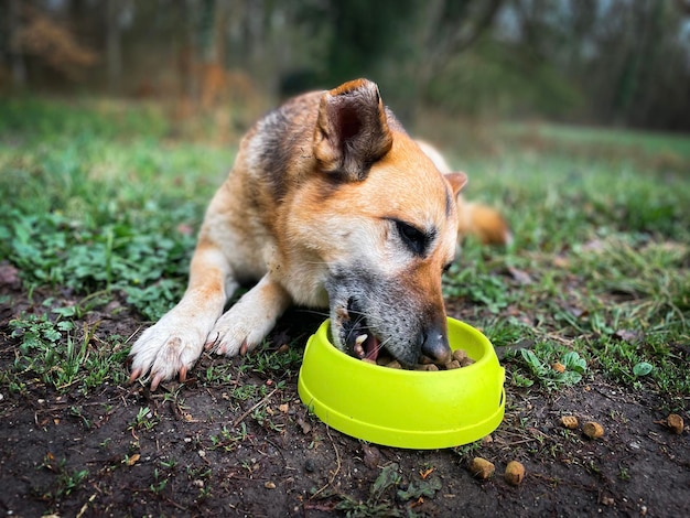 Foto duitse herdershond die op de grond ligt in het park en hondenbroodjes eet die in een kom zijn geplaatst