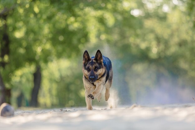 Duitse herdershond die op het strand speelt met roze holikleuren. Holi-festival. Hond holi foto.