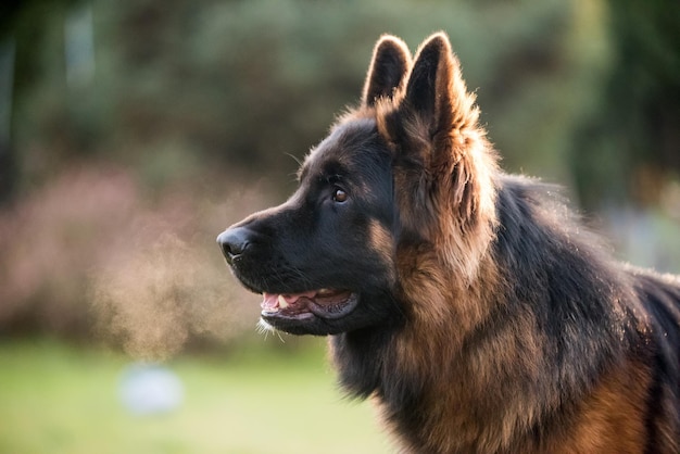 Duitse herdershond in profielweergave op de natuur wazige achtergrond close-up snuitportret van hond