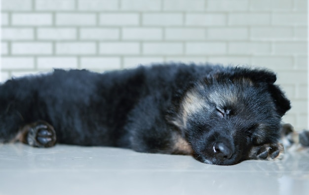 Duitse herdershond puppy slaapt op de vloer voor de muur