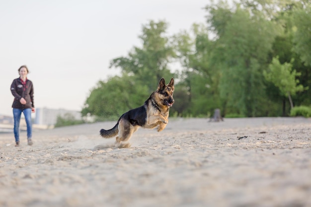 Duitse herdershond speelt op het strand