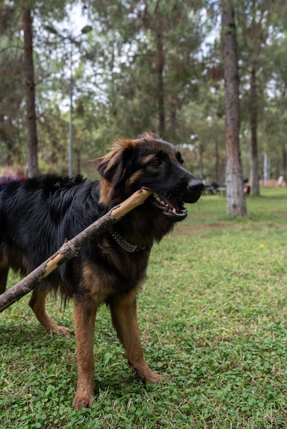 Duitse herdershond speelt terwijl hij op een stok kauwt