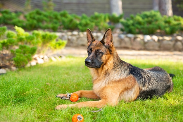 Foto duitse herdershond spelen met een oranje bal in zijn mond. portret van een spelende rashond in zomerpark.