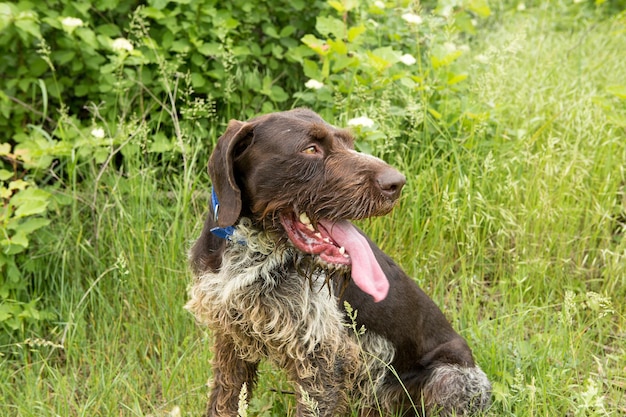 Duitse jachtwaakhond drahthaar, mooi hondenportret in de zomer