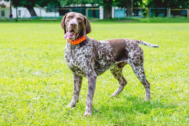 Duitse kortharige hond is het waard op het gazongras in het park