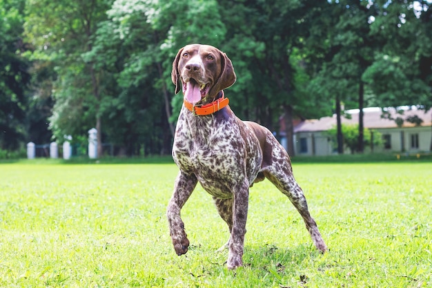 Duitse kortharige hond loopt op het gras gras in het park