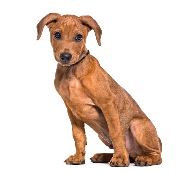 Duitse pinscher-hondzitting, uitgesneden