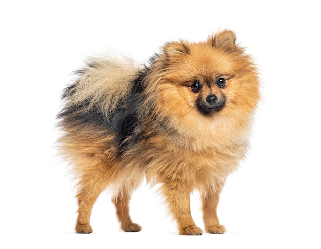 Duitse spitz mittel op witte achtergrond